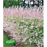 BALDUR-Garten Salix-Hecke Hakuro Nishiki,1 Pflanze Weide, Heckenpflanzen, winterhart