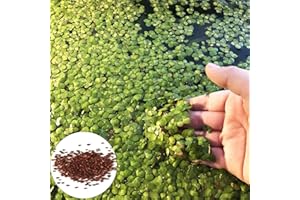 Oce180anYLVUK Semi di piante naturali da 200 pezzi Buona raccolta Angiosperme Semi di lenticchie d'acqua facili da sopravvivere per esterni Duckweed Seeds