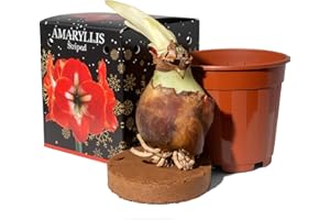 JAMIESON BROTHERS Amaryllis Red Striped 1 Large 20/22cm Hippeastrum Bulb with Pot & Coco Coir Block | Indoor Flowering Seasonal Gift Box