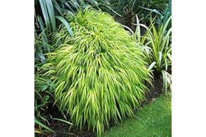 GARDENS4YOU Hakonechloa macra Aureola - 1 plant