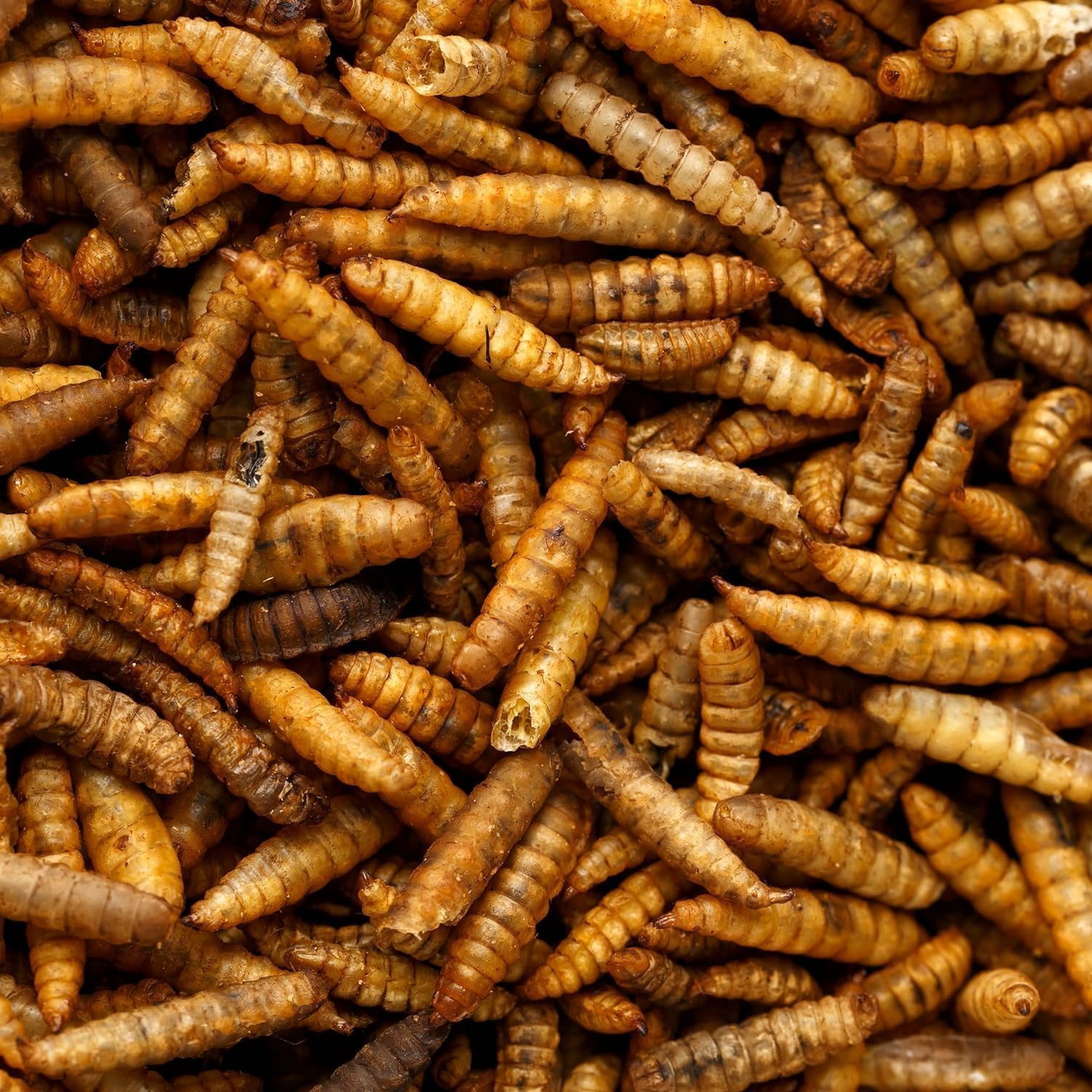 UK GROW Premium - 5L - Calci worms -Black soldier fly lave Similar to Dried Mealworms (5L)