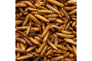UK GROW Premium - 5L - Calci worms -Black soldier fly lave Similar to Dried Mealworms (5L)