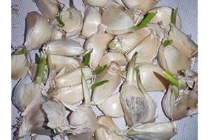 || METCHAR Garden|| 40x Garlic Seeds for Large Bulbs - Solent Wight Garlic Cloves - Best for The UK Grow