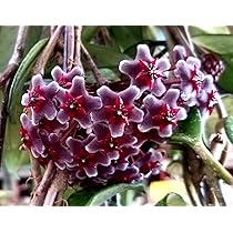 Hoya Callistophylla Vera In Vaso 12cm - Pianta Da Interno Powers To Flowers - Foto 6