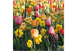 Plant & Bloom - Bulbes de fleurs, Tulipes et Narcisses/Jonquilles d’Hollande – 30 ampoules, plantation d’automne, faciles à cultiver, floraison printanière – Couleurs Pastel – Qualité supérieure