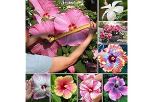 Benoon Semi Di Ibisco, 200 Pezzi/Borsa Semi Di Ibisco Ornamentali Colorati Facili Da Piantare Semi Di Fiori Di Ibisco Di Colore Misto Per Bonsai Semi di ibisco