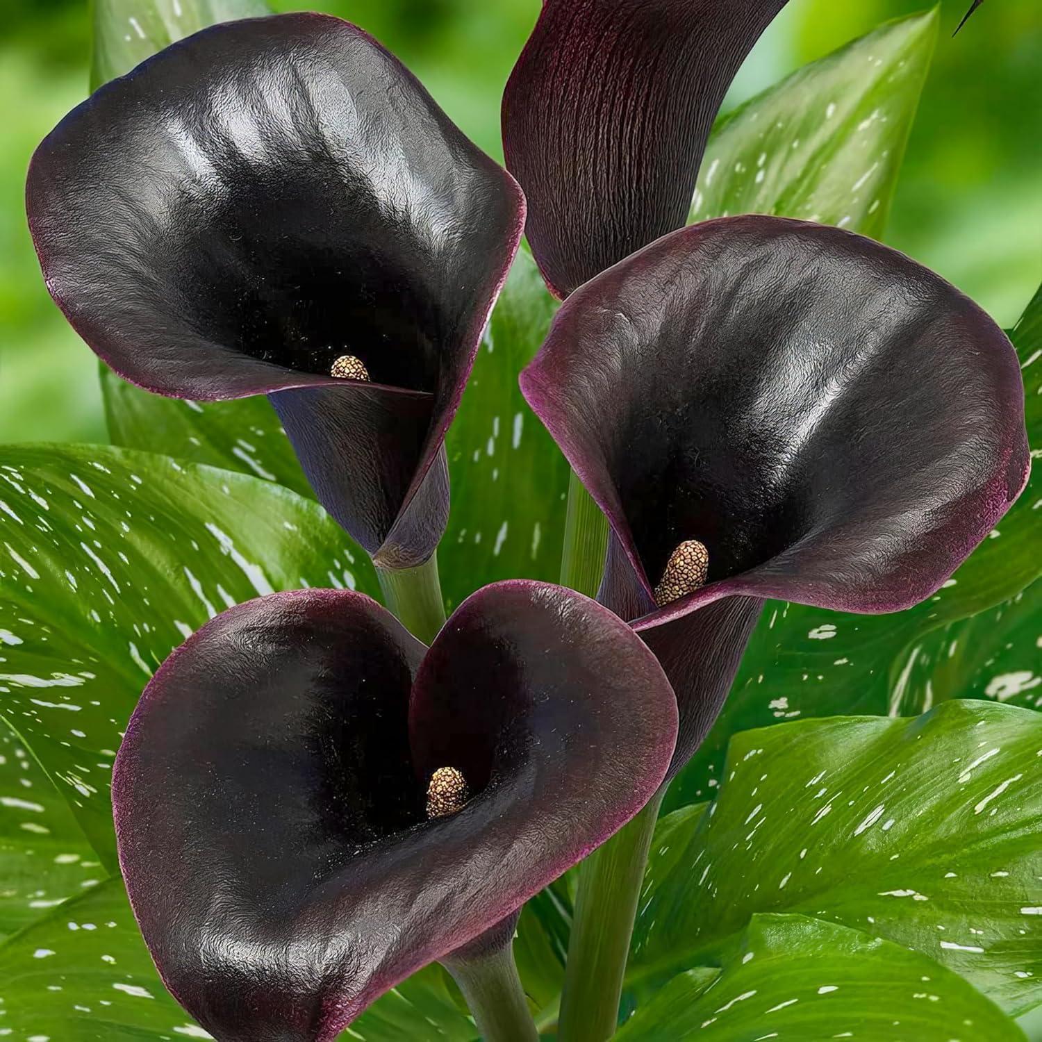 Pasión Negra Zantedeschia Calla Lirios de Bulbos, 5 piezas reales y grandes que producen más de 5 flores, Planta de jardín ideal, Bulbos de flores de origen holandés (no son semillas ni artificiales)