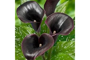 DUTCH BULBS EXCLUSIVE PLANTS FROM HOLLAND Bulbi di Calla Black Passion (Black) Zantedeschia, 5 bulbi veri e grandi che portano più di 5 fiori, pianta da giardino ideale, dall'Olanda (senza semi e non artificiali)