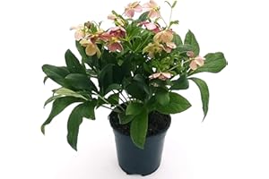 POWERS TO FLOWERS - ELLEBORO, HELLEBORUS VICTORIA ROSSO XXL, vaso19, Pianta Vera