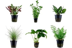 Tropica Einsteiger Set mit 6 einfachen Topf Pflanzen Aquariumpflanzenset Nr.3 Wasserpflanzen Aquarium Aquariumpflanzen