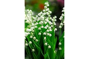 FLORIANA-BULBOSE BULBOS DE FLORES para una floración de primavera / verano / otoño (10, Raíces de Lirio de los Valles - Convallaria majalis)