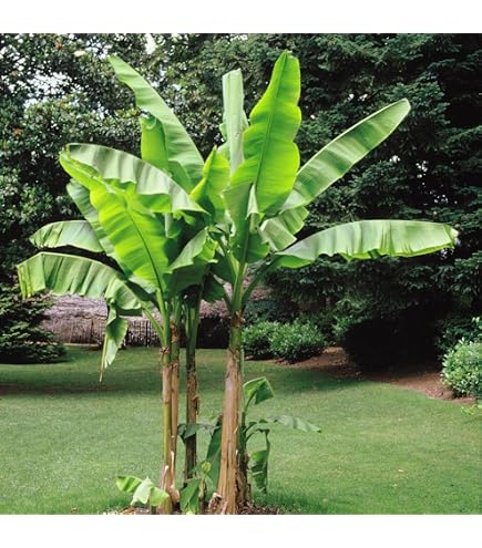 calathea veitchiana Calathea 
