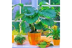 Benoon Plant Bonsai Seeds, Makoyana Pineapple Calathea Seeds, 100Pcs / Bag Plant Bonsai Seeds Plantas Frescas Mezcladas Green Makoyana Pineapple Calathea Seeds Para Office Semillas