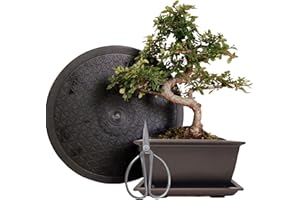 GENKI-BONSAI Anfänger Bonsai-Set Ulme - 4 teilig - ca. 30cm hoher Ulmen-Bonsai, 1 Schere, 1 Untersetzer, 1 Arbeitsdrehteller mit 25 cm Durchmesser