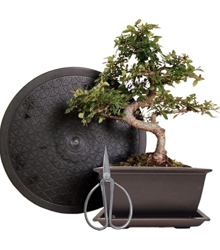 Flatterulme Ulmus laevis Pflanze 55-60cm Flatterrster Flatter-Ulme Ulme  Raritt : Amazon.de: Garten