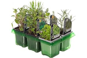 GardenersDream 6 x Mixed Herbs - Outdoor Garden Ready Herb Plant - Outdoor Plants for Gardens, Balconies, or Indoor Pots - Grow Your Own House Plants for Cooking and Medicinal Uses (Incl. 9 cm Pot)