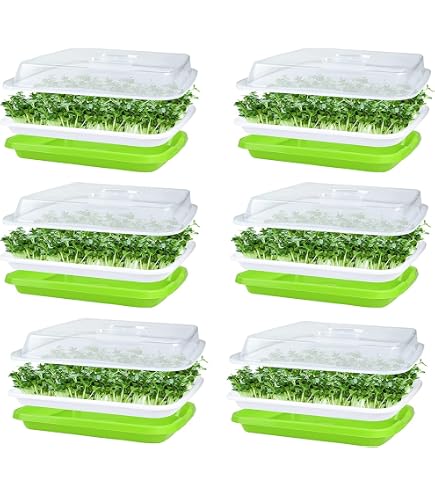 500g Semi Biologici Di Ravanello Daikon Per Germogli E Microgreens - Foto 3