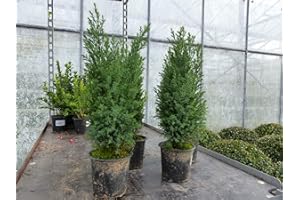 GRÜNWAREN JAKUBIK 20 Premium winterharte Koniferen 25-40 cm 'Ellwoodii' Zypresse Hecke Konifere