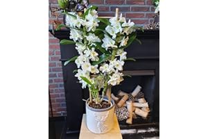 CAMBRIDGE BEE White Orchid Dendrobium Orchid Apollon Indoor Plant in 12 cm Pot Approx 40-50cm
