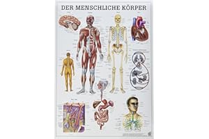 RDIGER- ANATOMIE GMBH Ruediger Anatomie MIPO52LAM Der Menschliche Körper Tafel, 24 cm x 34 cm, laminiert