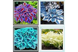 PJFNHD Hosta Bulbs for Planting Now UK/Strong Plants That Grow Well/Mix Golden Jade Carving Feels Perfect/UK Now Simple Planting Perennial
