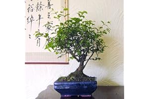 EASY PLANTS Sageretia Bonsai Tree in Ceramic Pot (Sageretia theezans): Elegant Sweet Plum Bonsai - Indoor & Outdoor Elegance, Artistic Pruning Potential, Delicate Leaves and Fruits