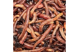 GÉNÉRIQUE vers de Compost 250 grammes. vers de Terre Vivants Eisenia pour Le compostage. Les vers pour composter Vos biodechets dans Un lombricomposteur ou dans Le composteur de Votre Jardin.