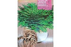 Almaflor Rose de Jéricho Bulbe de Rose de Jéricho provenant de la culture écologique. 1 ampoule. Calibre Extra. Origine Espagne.