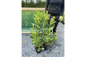 5 Cherry Laurel Hedging Evergreen Plants Fast Growth 2.5-3ft Large 3 Litre Pots Sunnyside Nurseries