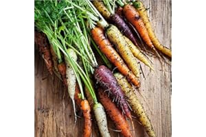 Haloppe 800pcs graines de légumes de Carotte pour la Plantation de Jardin à la Maison, graines de Carotte Arc-en-Ciel mélangées nutritives Facile à cultiver Plante de Jardin de légumes Graines