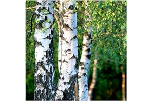 10 Silver Birch Tree 2-3ft,Stunning Winter Colour,Betula Pendula Plants,60-90cm 3fatpigs®