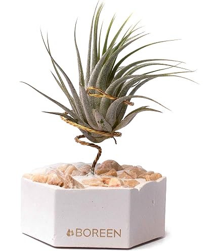 BOREEN Luftpflanze Tillandsia CAM Mit Holzhalterung – 10 Cm Hoch, Handgefertigt In Spanien