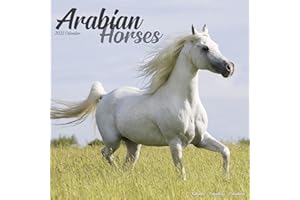 BROWNTROUT VERLAGS GMBH Arabians - Araber - Araber Pferde 2023 - 16-Monatskalender: Original Avonside-Kalender [Mehrsprachig] [Kalender]