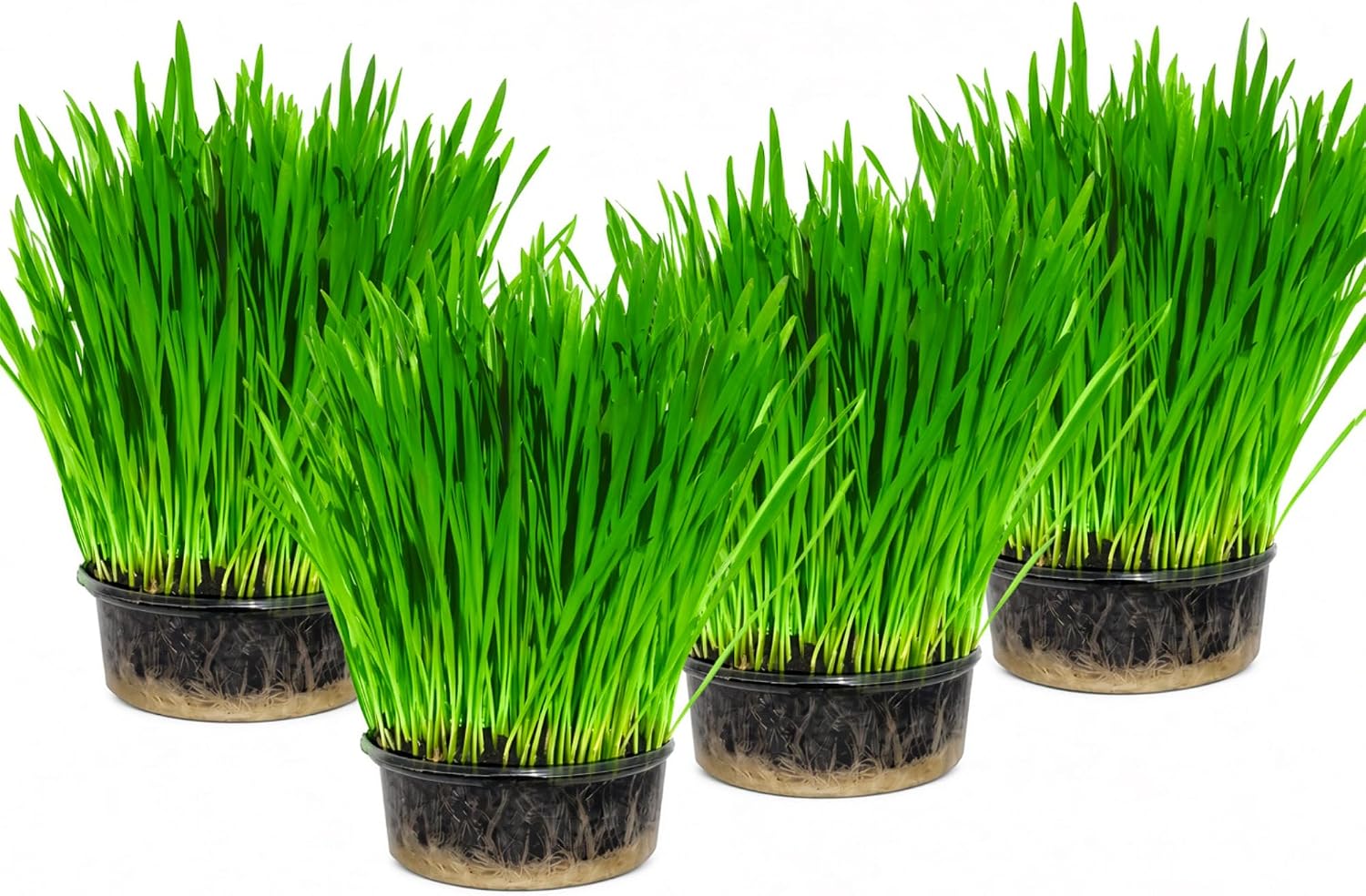 Faut-il Acheter le Cat Grass x 4 Pack Grow your own kits By Cat (Sélection) ? Notre Avis