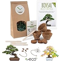 Bonsai Starter Kit Anzuchtset inkl. GRATIS eBook - Pflanzset aus Kokostöpfen, Samen & Erde - nachhaltige Geschenkidee…