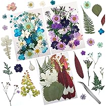 Feuilles Séchées Naturelles Fleurs Plantes Vertes Bricolage Cristal