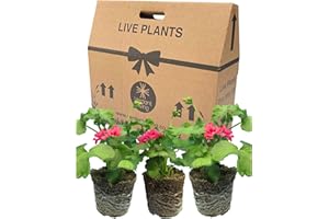 VERDANT LIVING Geranium Plants Live for Planting - 3 Large 1ltr Pot Size Garden Ready, Well Rooted, Established Pot Bedding. Add Flower Colour to Containers, Baskets, Patio & Beds. Pink & Red Flowers