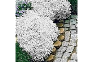 FOGCROLL 250/550/1000 Graines de Cresson de Roche, Graine de Thym Serpolet Couvre-Sol Plante Vivace, Graines Fleurs à Semer, Semences de Thym Rampant pour Jardin Décor, Faciles à Planter (Blanc, 1000)