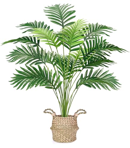 mini monstera monkey mask Monstera Adansonii 'Monkey leaf'| Kaufen Sie seltene Pflanzen online   Ormbunker