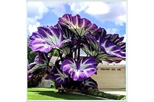 KVHSVB Bulbos de oreja de elefante perennes: resistentes al frío y tolerantes a la sombra, adecuados para la decoración de jardines.-5bulbos-G