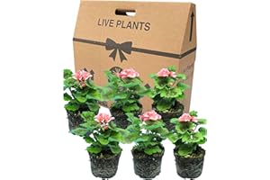 VERDANT LIVING Geranium Plants Live for Planting - 6 Large 1L Pot Size Garden Ready, Well Rooted, Established Pot Bedding. Add Flower Colour to Containers, Baskets, Patio & Beds. Dolce Vita Emma Salmon Pink Flowers