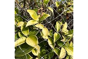 LINSOCLE Filet Anti - Oiseaux 5m x 5m - Protection Balcon, Jardin, Arbres Fruitiers - Éloigne Pigeons, Convient Poulailler & Volière - Résistant