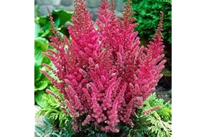 COOTO Bulbi Astilbe Pianta Giardino – Rizoma Astilbe Maggie Daley - Piante Vere da Esterno Astilbe - Bulbi Fiori Perenni da Esterno Astilbe - Semi Piante Astilbe - Piante da Esterno