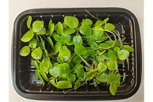 PROXIMUS N1 12x Live Aquarium Floating Plants/Amazon Frogbit/Limnobium laevigatum