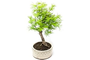 BONSAI2U Golden Larch Pseudolarix Bonsai Tree