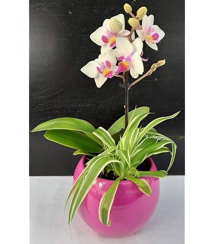 POWERS TO FLOWERS - Orchidea Dendrobium Nobile Bianca In Vaso 12 Cm – Pianta Vera Con Fiori, Regalo Verde - 3