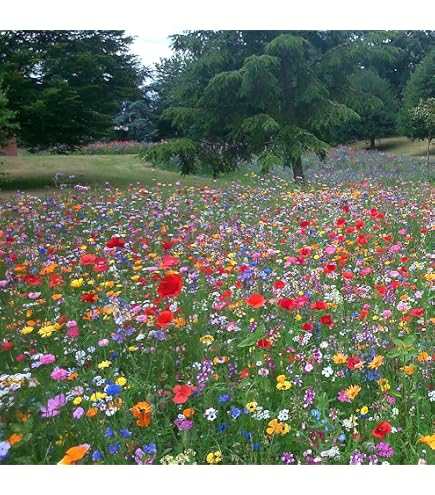 Jachère Mellifère Automnale pour la Biodiversité et les Abeilles