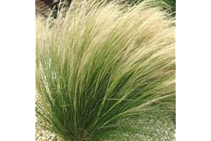 GARDENERSDREAM Stipa 'Pony Tails' Feather Deciduous Perennial Outdoor Garden Grass Plant in Pot (9cm Pot, 20-30cm)