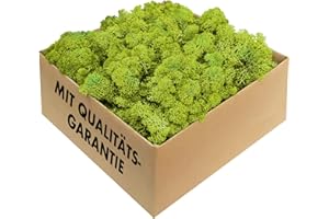 GJS Iceland Moss, Preserved Moss in 200 g / 500 g / 1 kg / 4 kg for Moss Pictures, Decoration or Crafts (Light Green, 500 g)