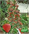 BALDUR Garten Kletter-Erdbeere 'Hummi®', 3 Pflanzen Fragaria Erdbeerbäumchen schnellwachsende Klettererdbeeren, selbstfruchtend